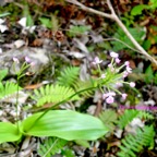 Cynorkis purpurascens Orchidaceae Indigène La Réunion 873.jpeg